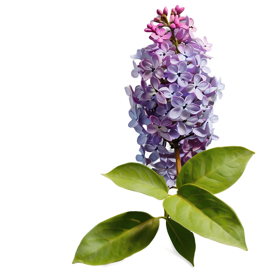 Fragrant Lilac Png 06122024