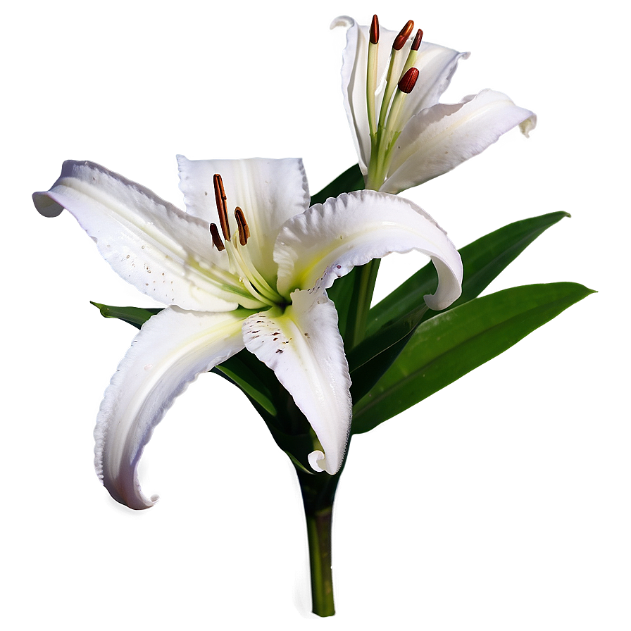 Fragrant Lily Flower Png 06272024