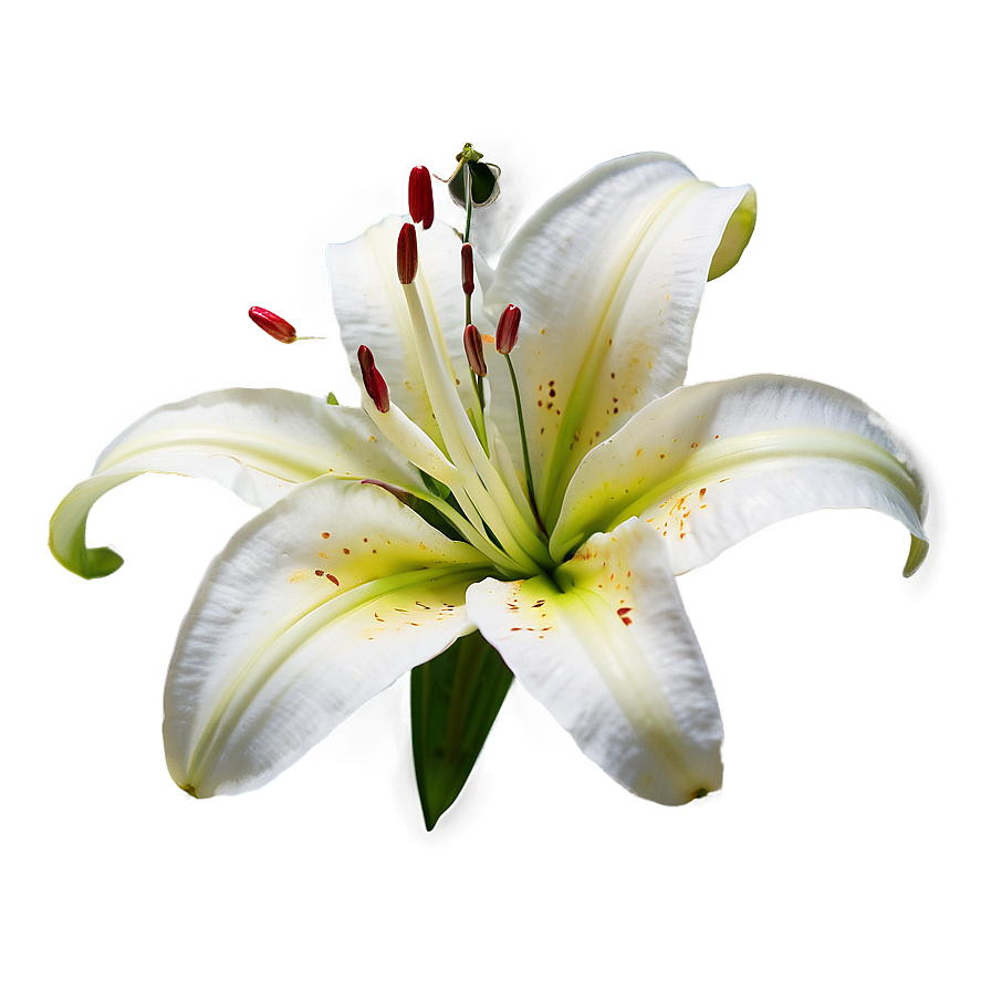 Fragrant Lily Flower Png Vgv53