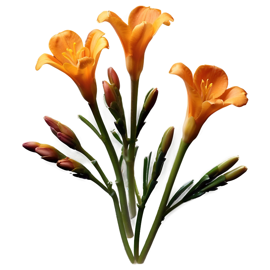 Fragrant Orange Freesia Png 06122024