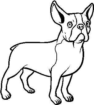 French Bulldog Line Drawing