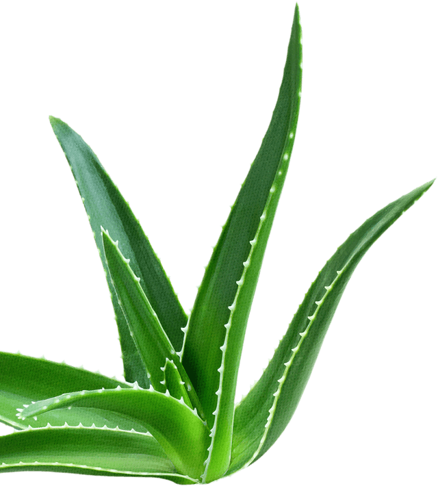 Fresh Aloe Vera Plant Isolated