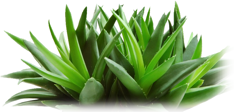 Fresh Aloe Vera Plant P N G