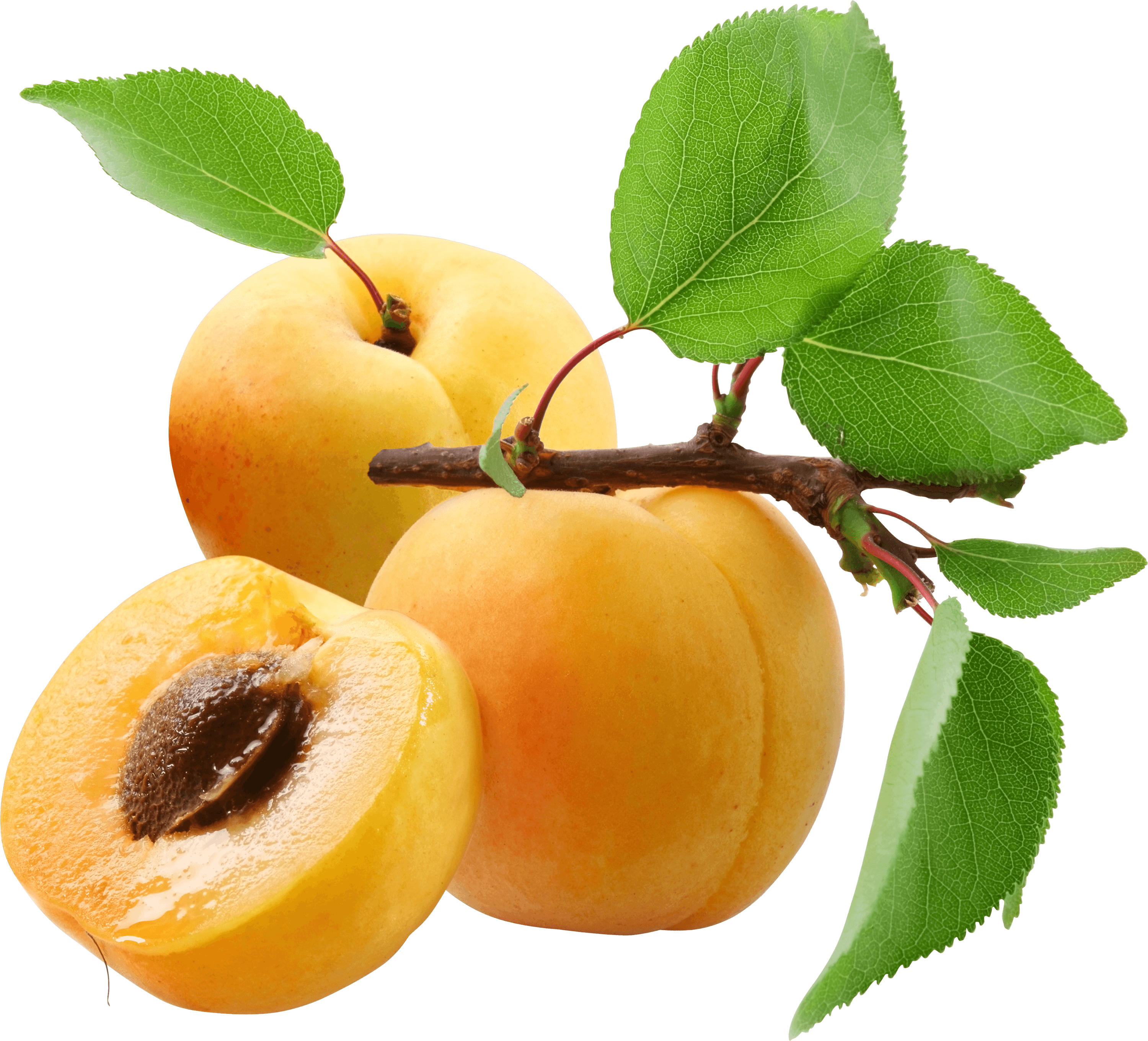 Fresh Apricots Branch Transparent Background