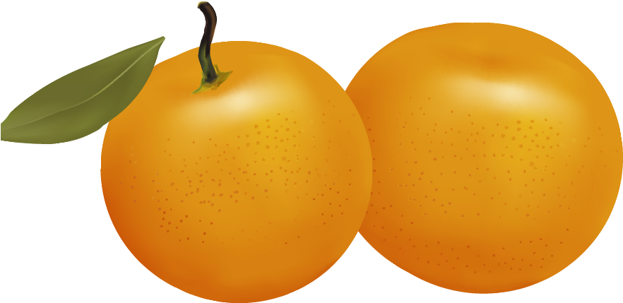 Fresh Apricots Illustration