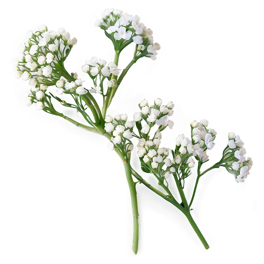 Fresh Babys Breath Sprig Png 2