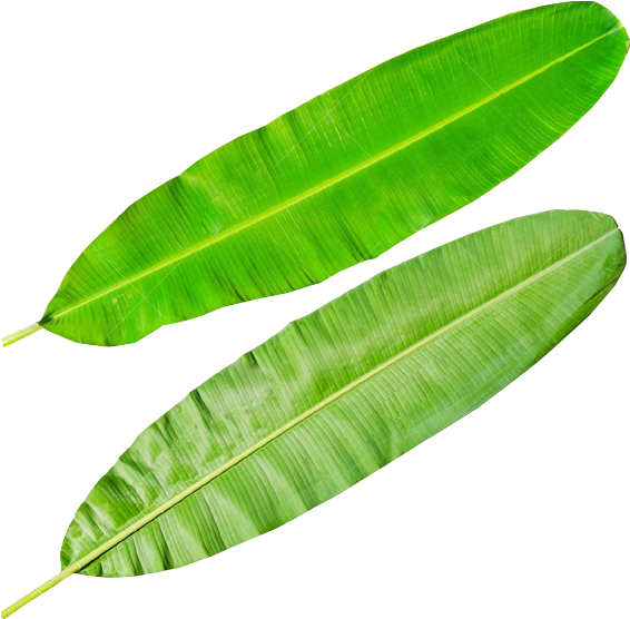 Fresh Banana Leaves Isolated