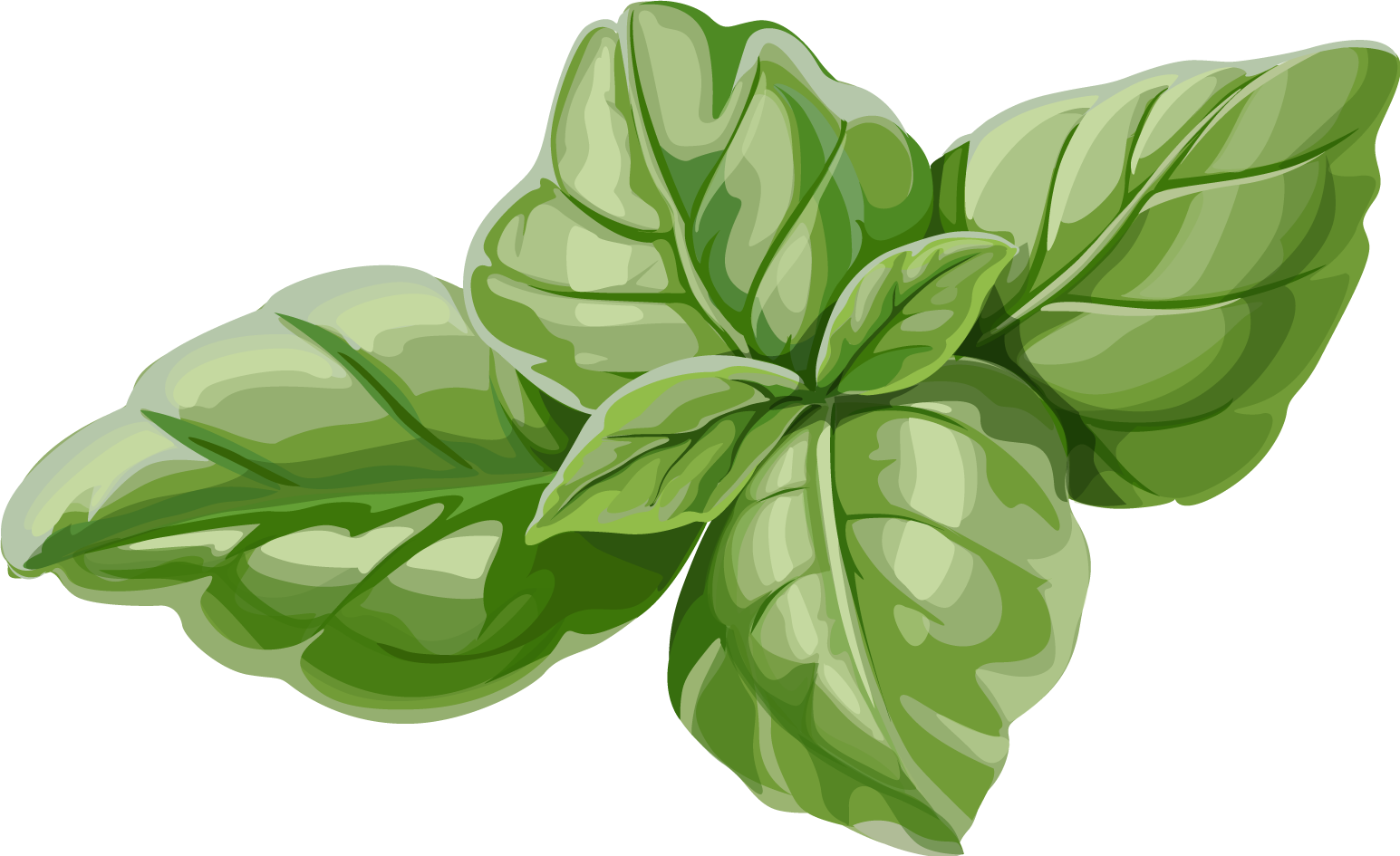 Fresh Basil Leaves Illustration