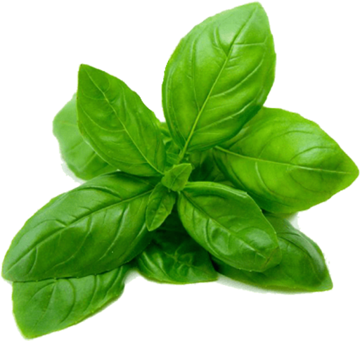 Fresh Basil Leaves Isolated.png