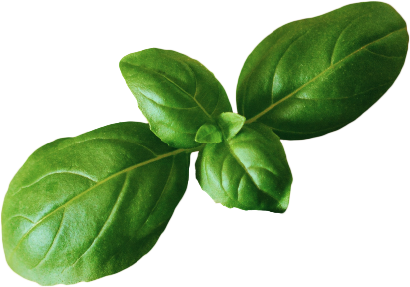 Fresh Basil Leaves Isolated.png