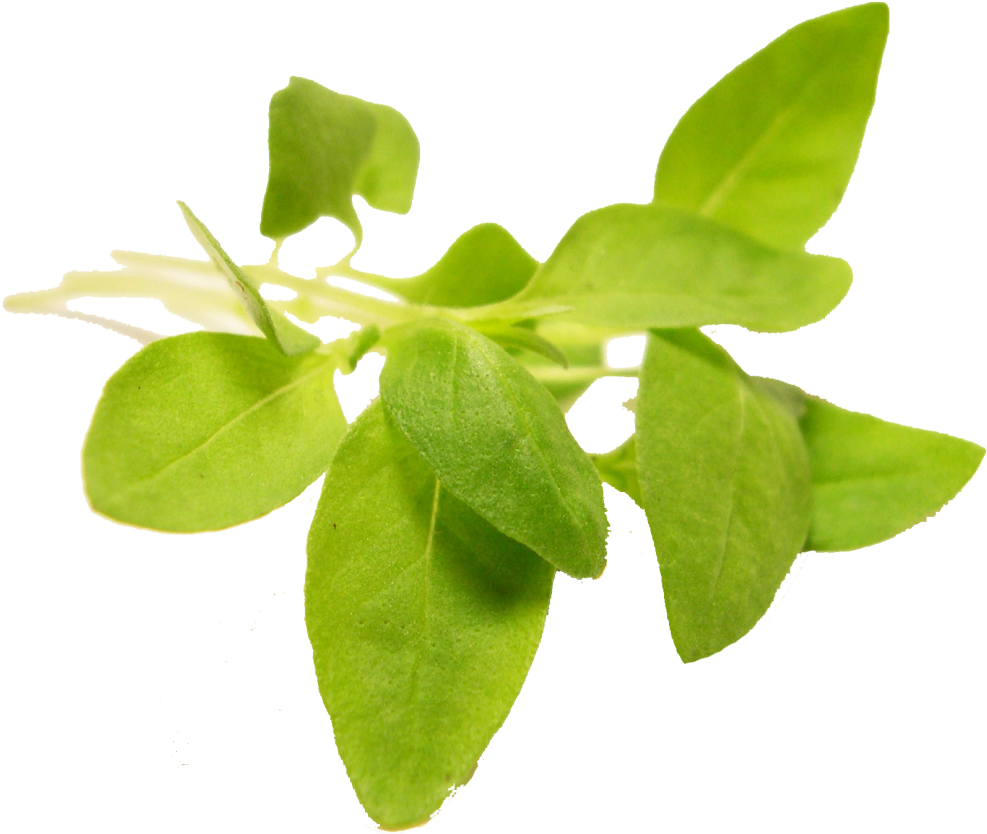 Fresh Basil Leaves Transparent Background