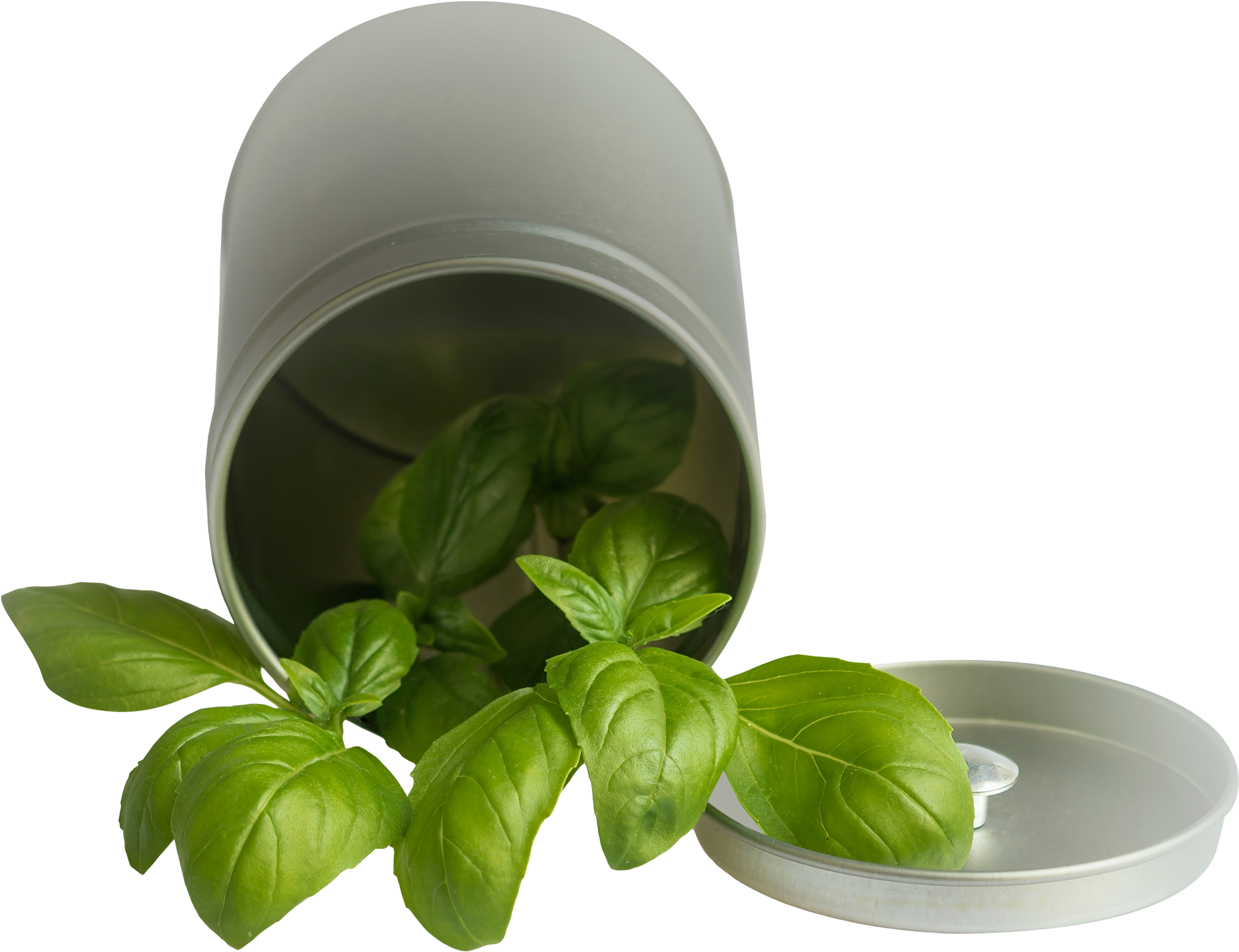 Fresh Basil Leavesin Container