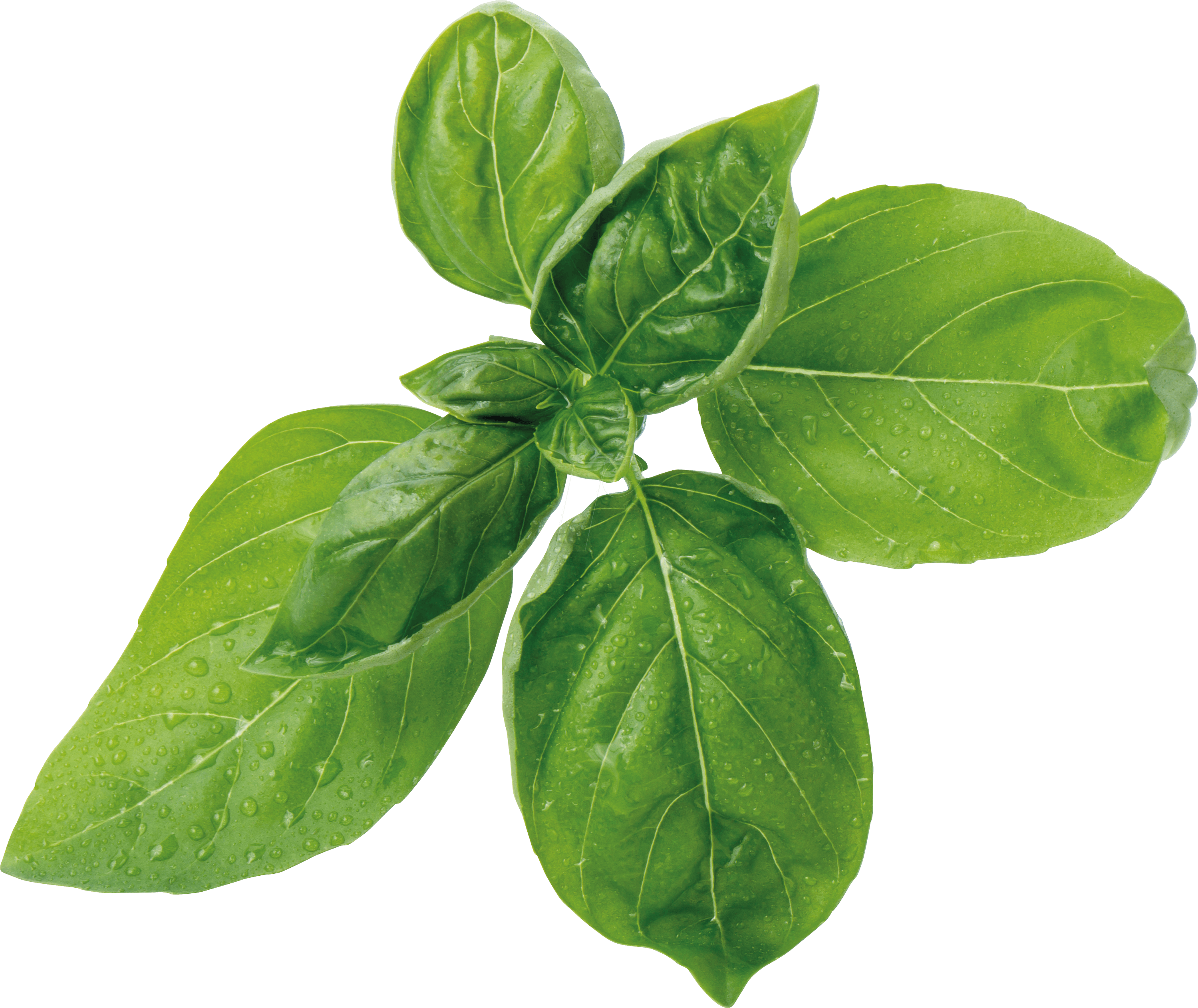 Fresh Basil Leaveswith Water Droplets.png