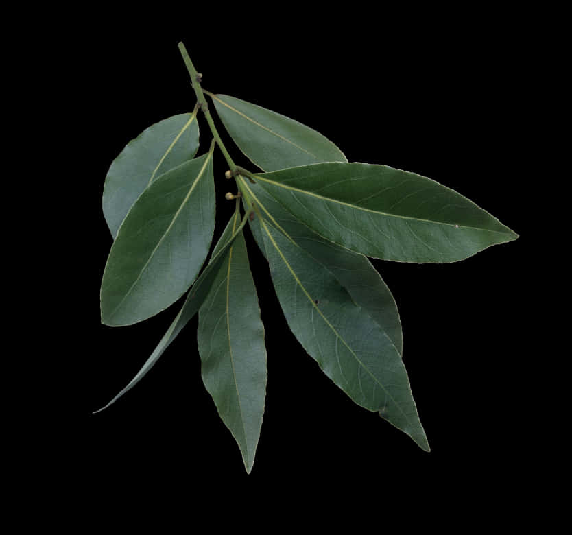 Fresh Bay Leaves Against Black Background