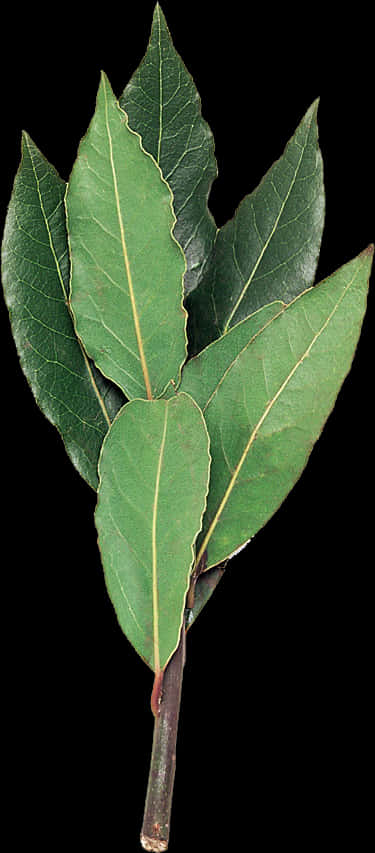 Fresh Bay Leaves Against Black Background