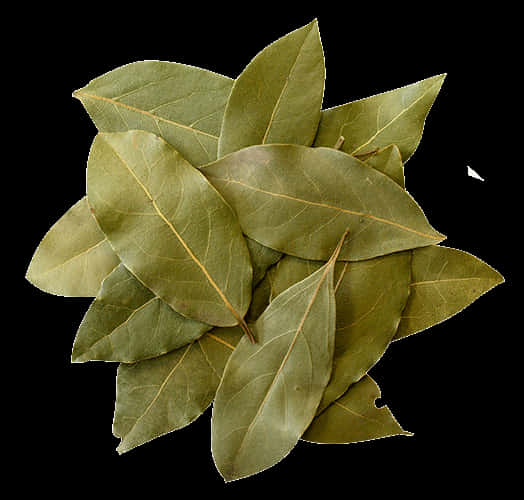 Fresh Bay Leaves Isolatedon Black Background