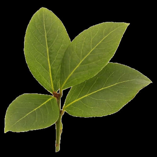 Fresh Bayleaf Sprig Isolated Background