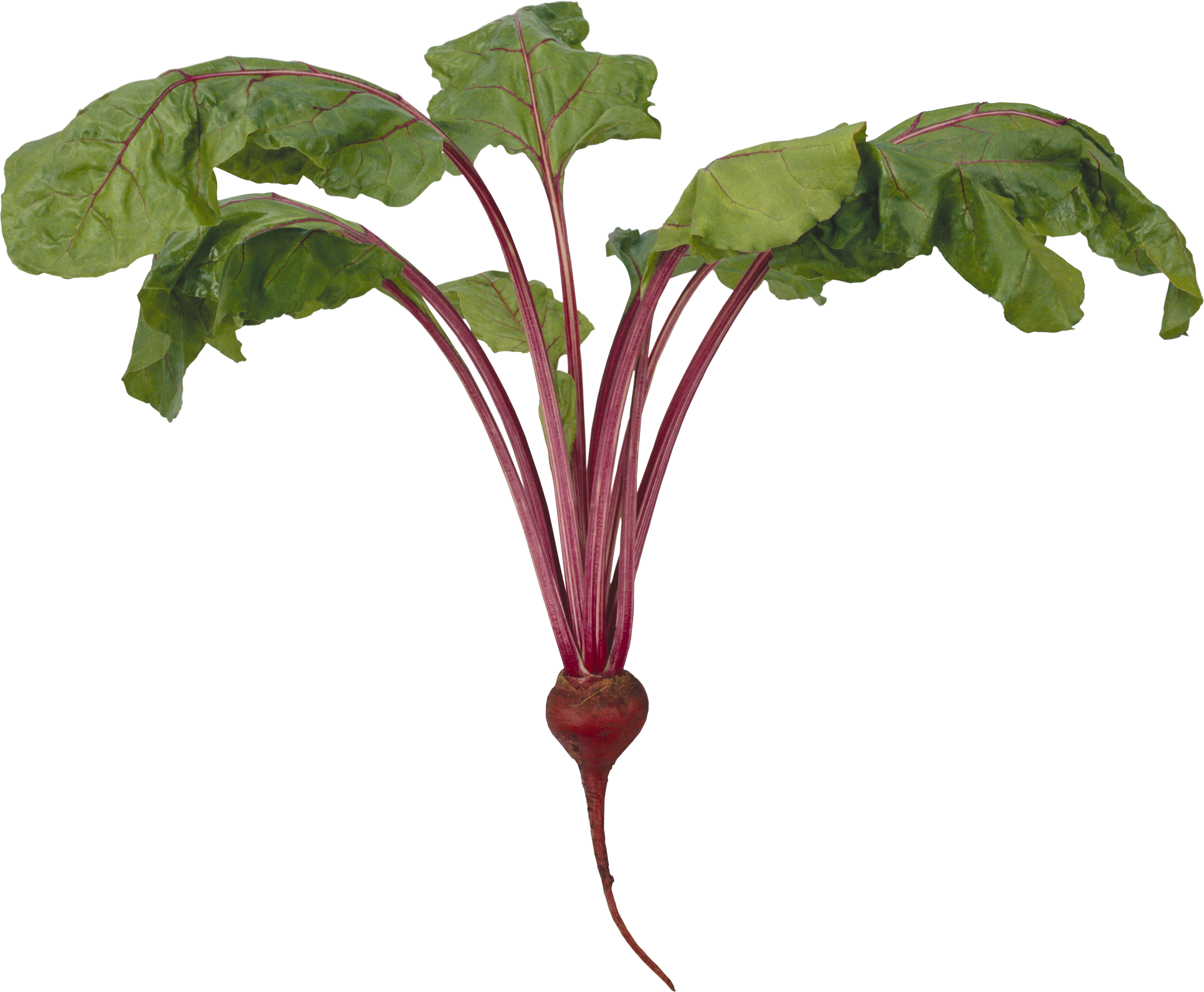 Fresh Beetrootwith Leaves