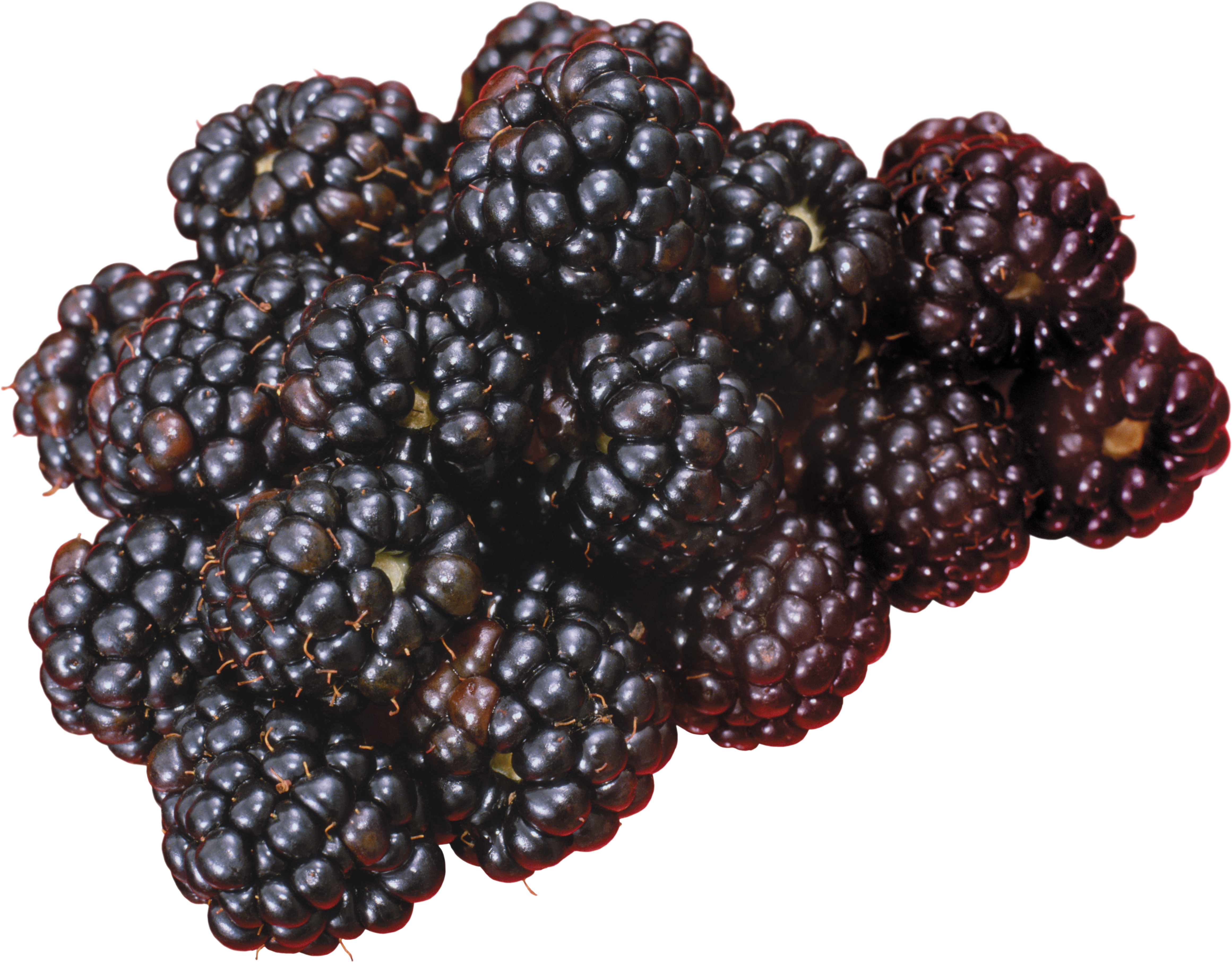 Fresh Blackberries Cluster