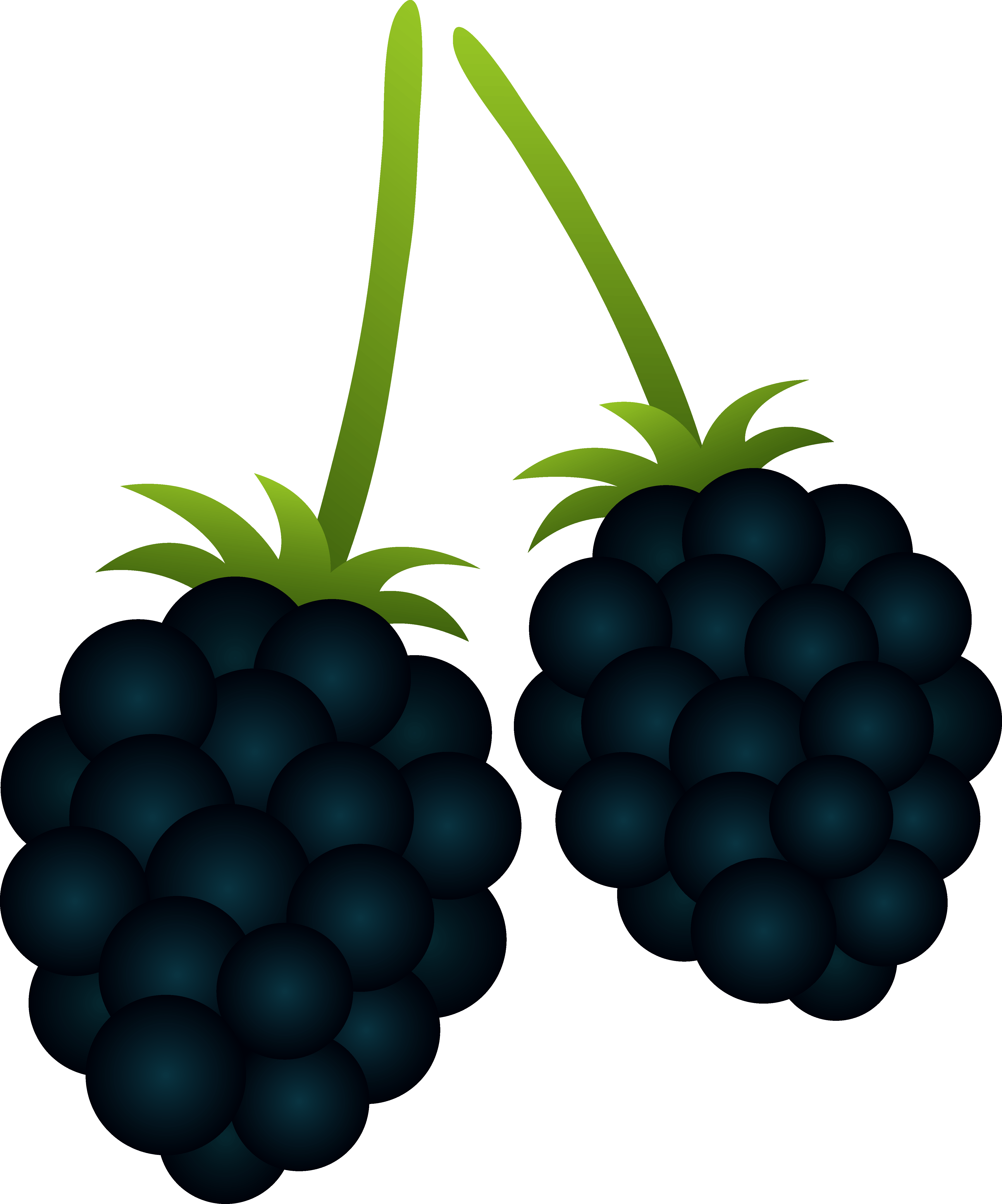 Fresh Blackberries Illustration