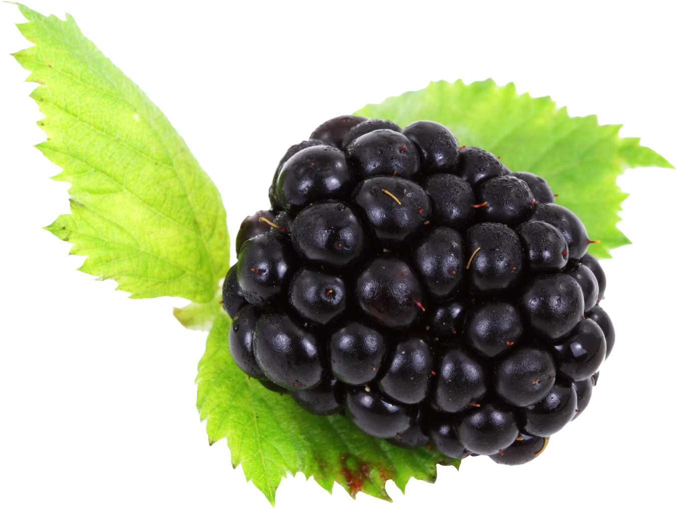 Fresh Blackberrywith Leaf.png