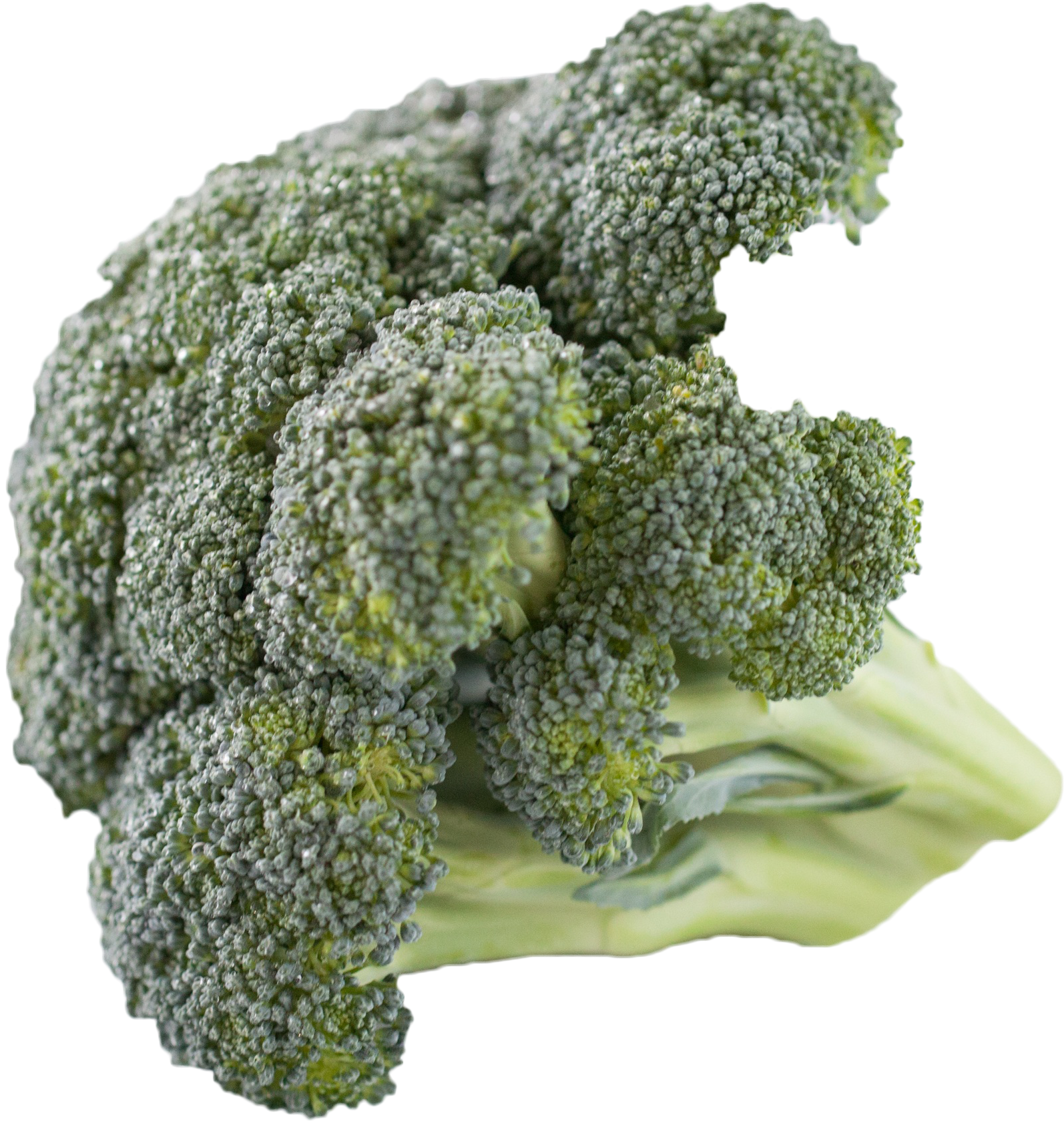 Fresh Broccoli Isolatedon Background