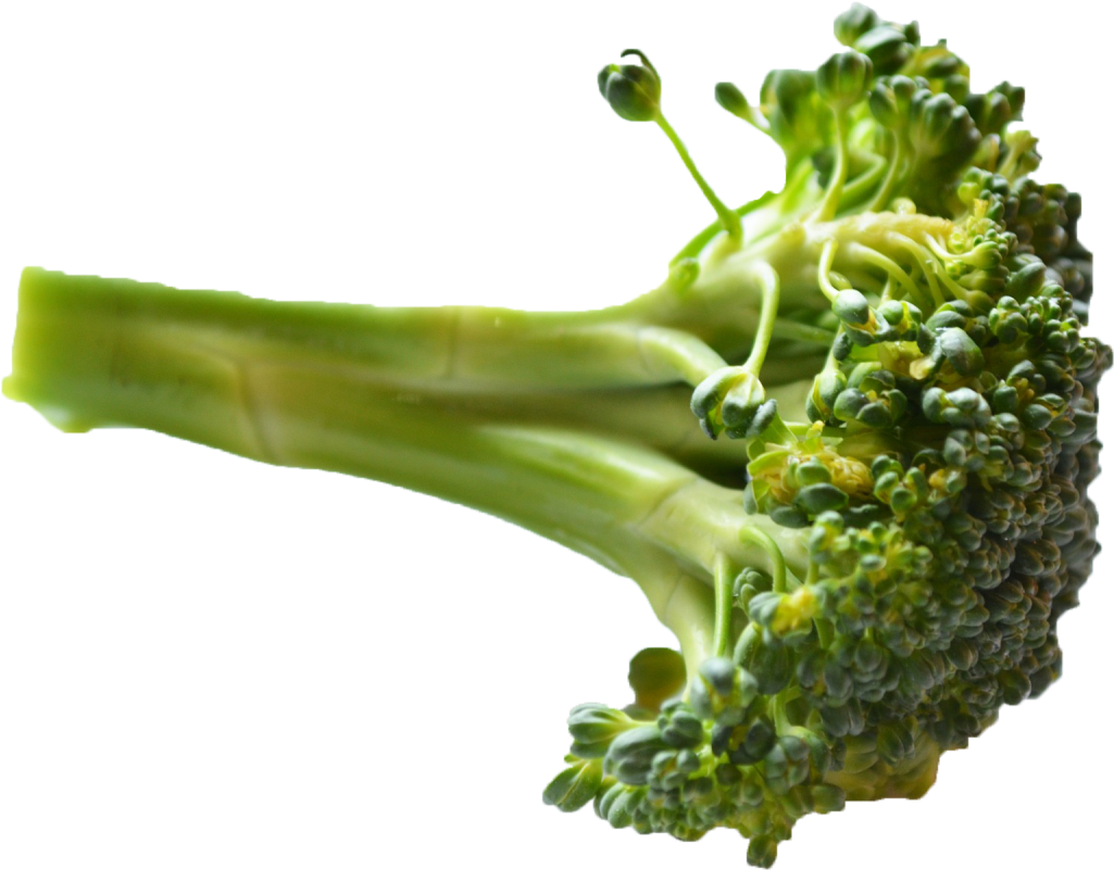 Fresh Broccoli Stalk Isolated