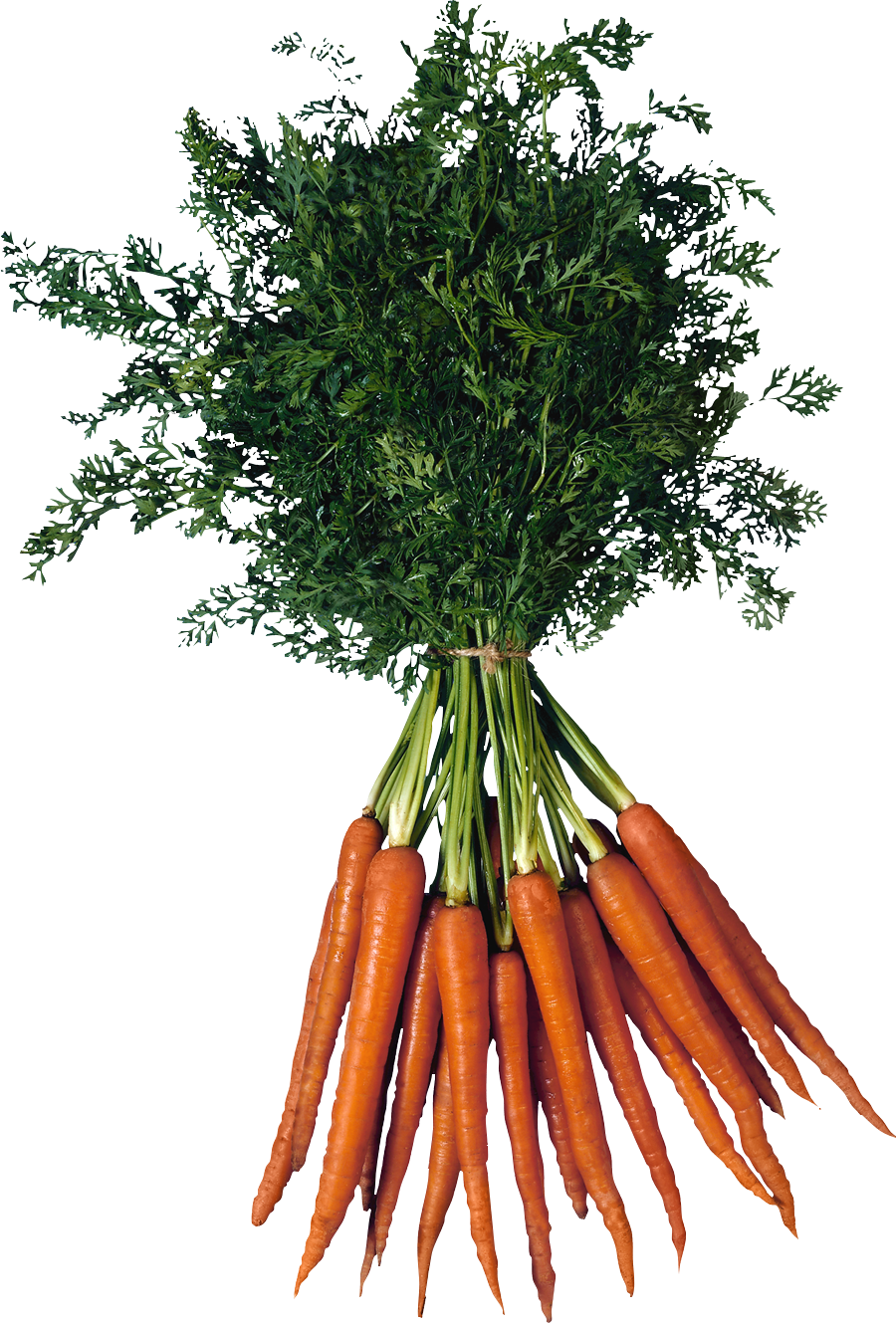 Fresh Bunchof Carrots