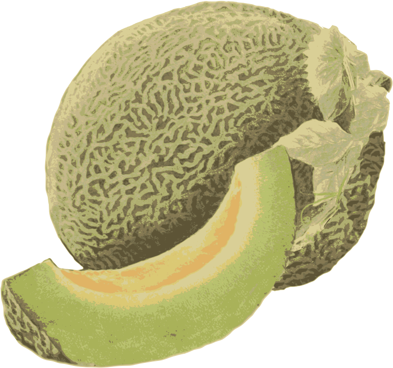 Fresh Cantaloupeand Slice Illustration
