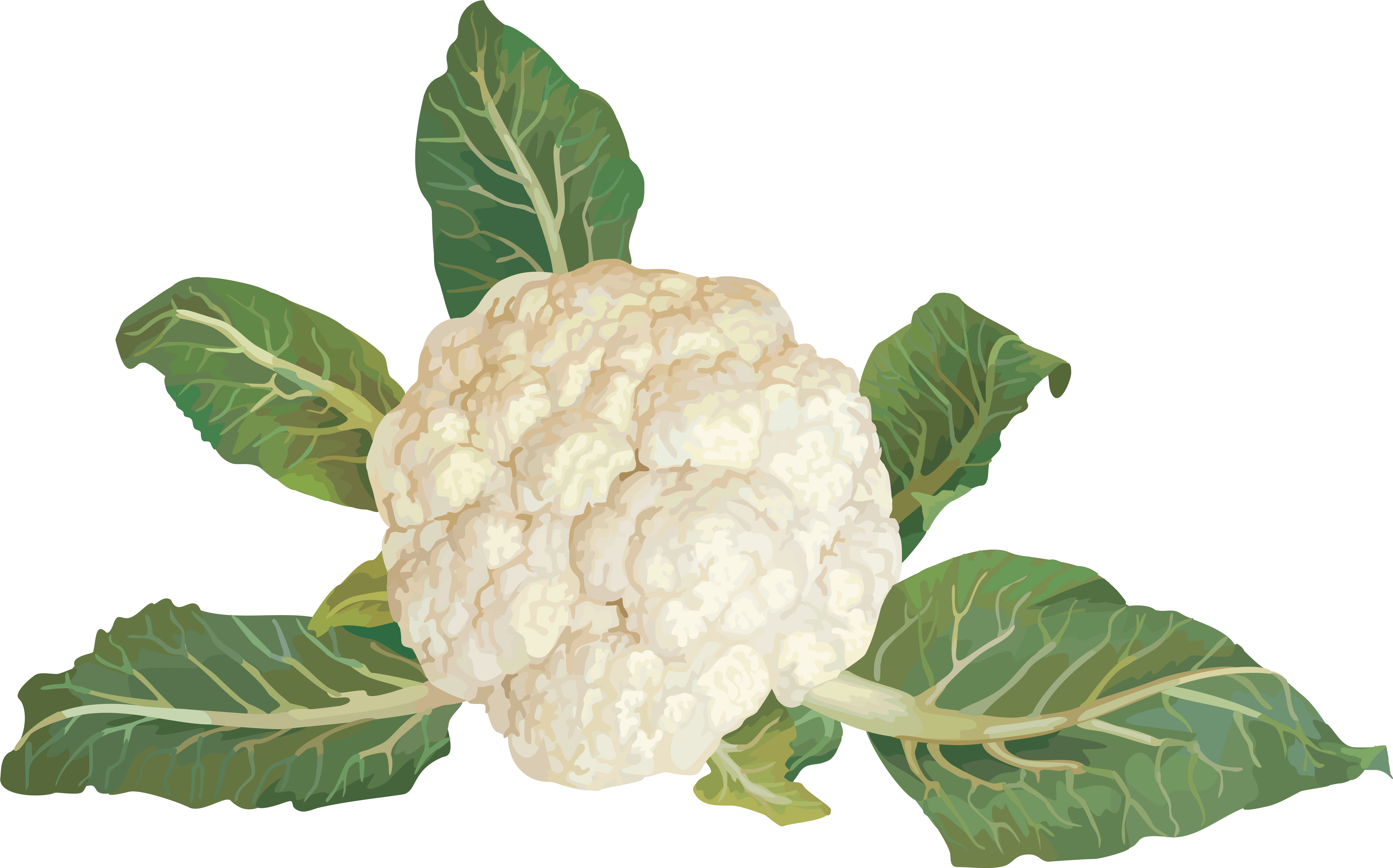 Fresh Cauliflower With Leaves