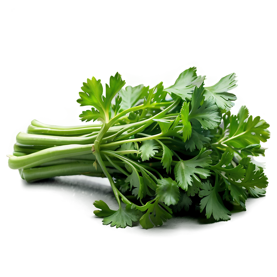 Fresh Cilantro Png Qha