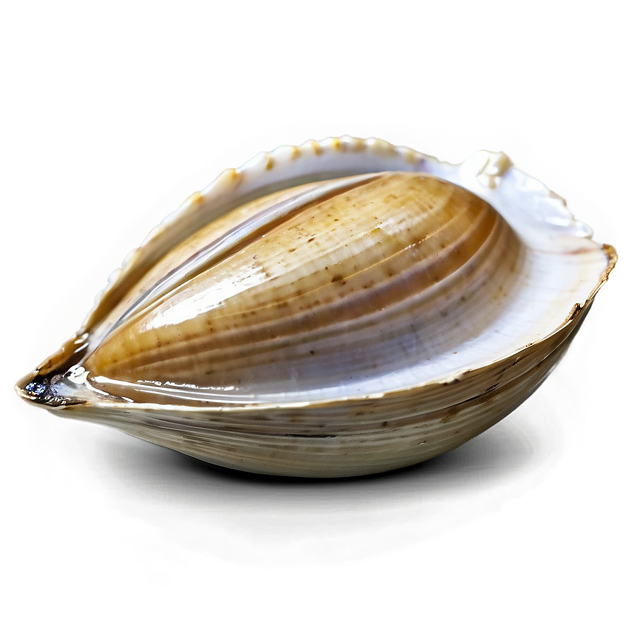 Fresh Clam Png 94