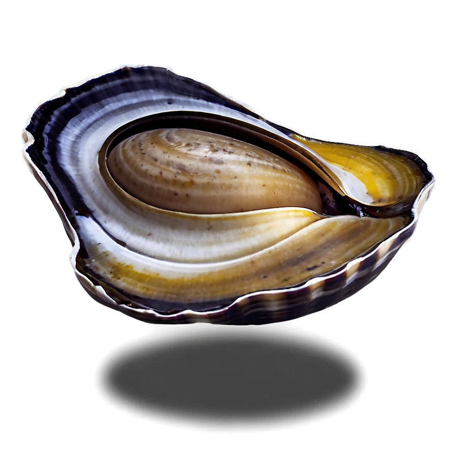 Fresh Clam Png Ico38