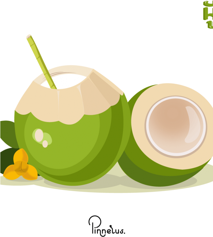 Fresh Coconut Drink Illustration