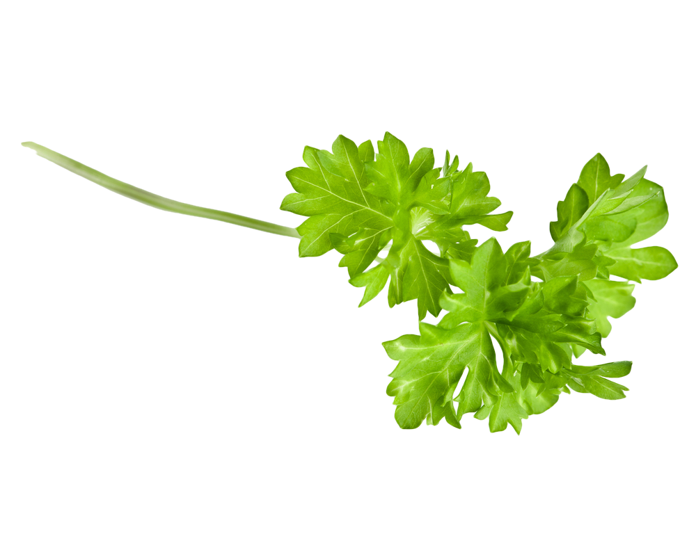 Fresh Coriander Leaves Isolated.png