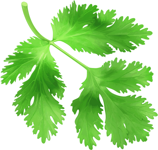 Fresh Coriander Leaves.png