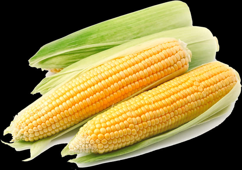 Fresh Corn Cobson Black Background.jpg