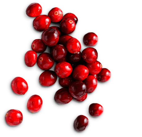 Fresh Cranberries Top View