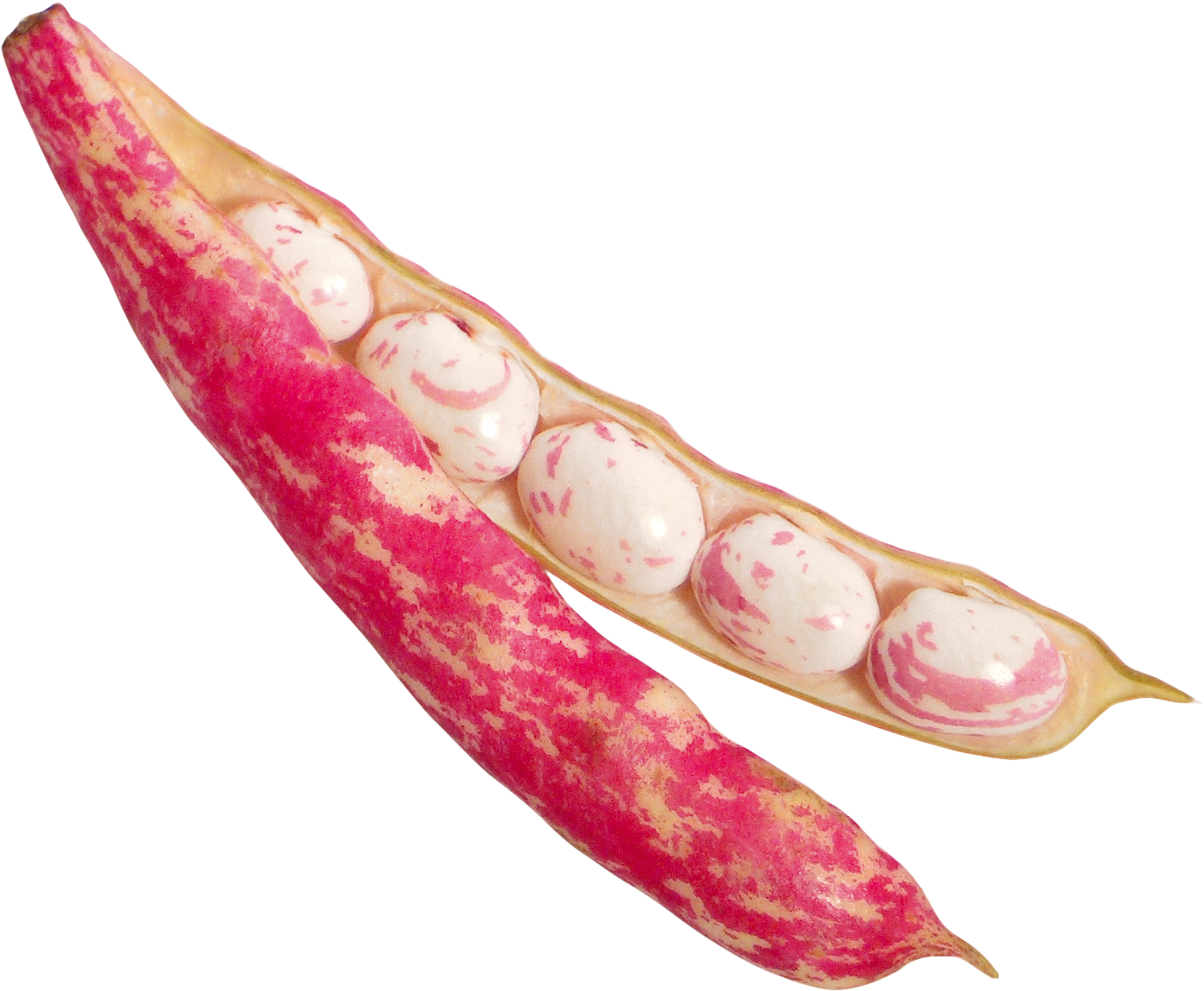 Fresh Cranberry Beansin Pod