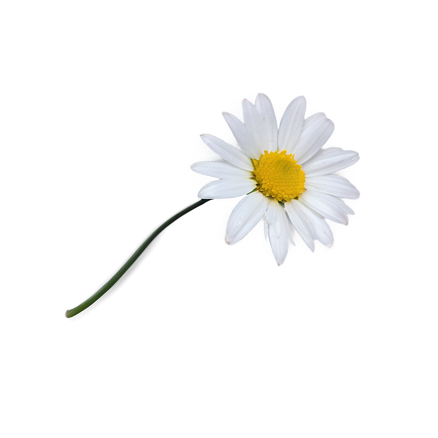 Fresh Daisy Png Dhi