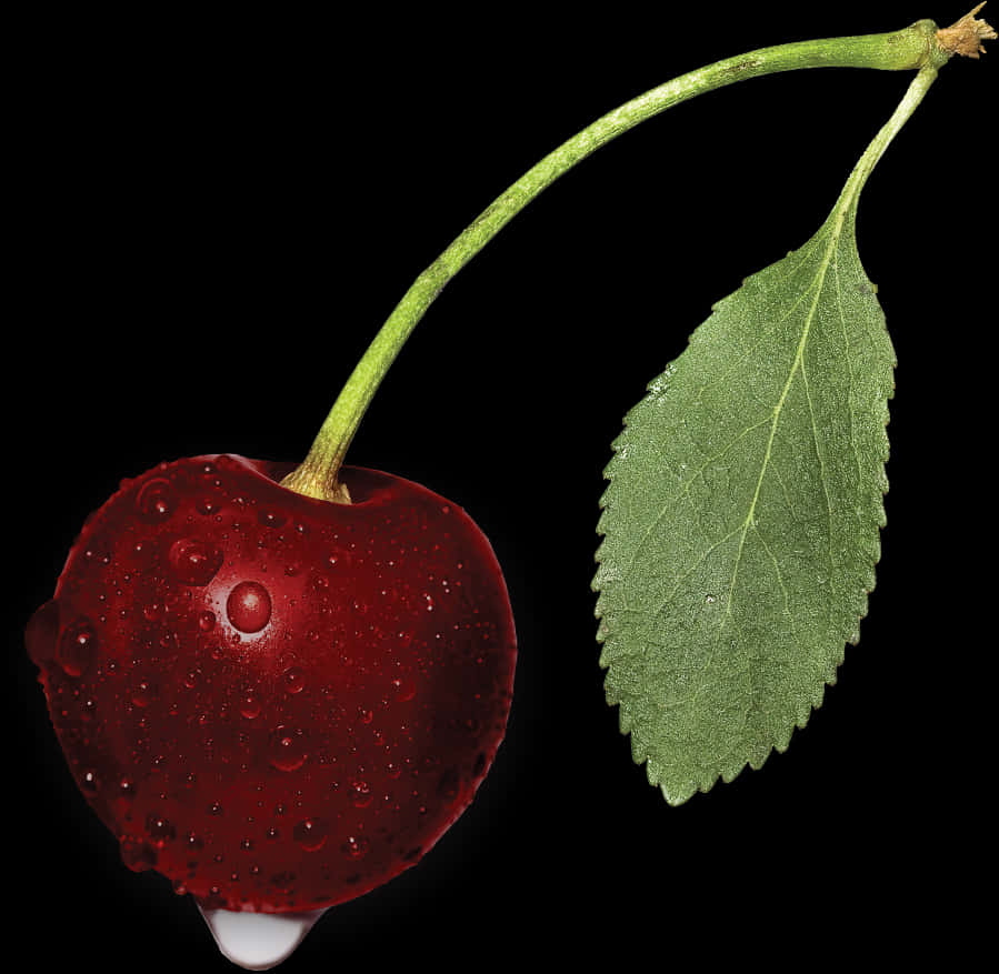 Fresh Dewy Cherry With Leaf