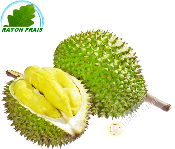 Fresh Durian Fruit Cut Open