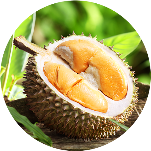 Fresh Durian Fruit Cut Open