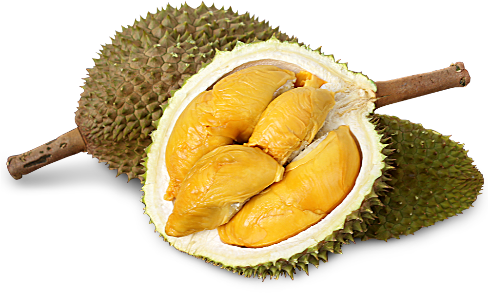 Fresh Durian Fruit Open