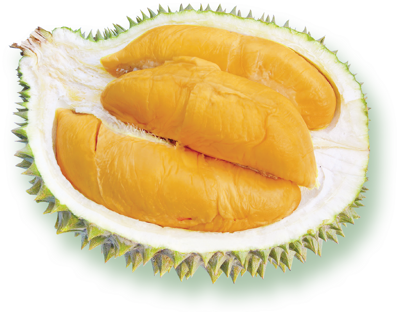 Fresh Durian Fruit Segment