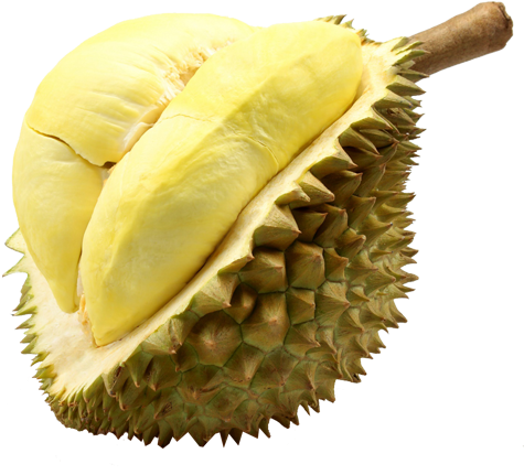 Fresh Durian Fruit Segment.png