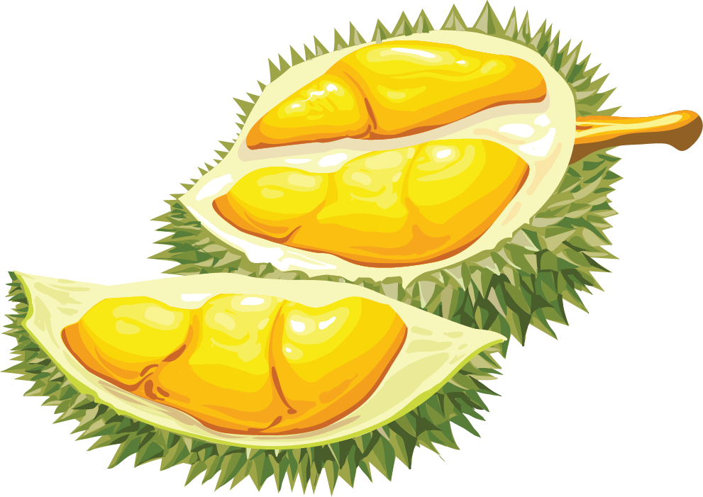 Fresh Durian Fruit Segments Illustration