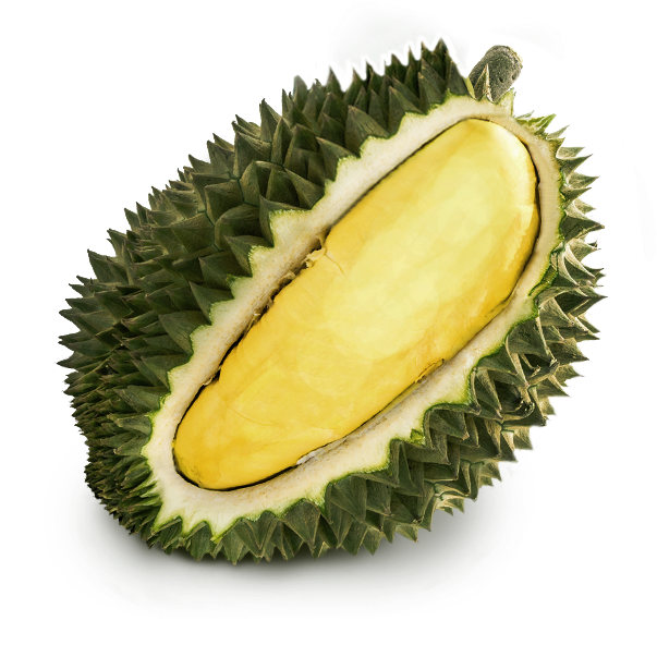 Fresh Durian Fruit Slice.png