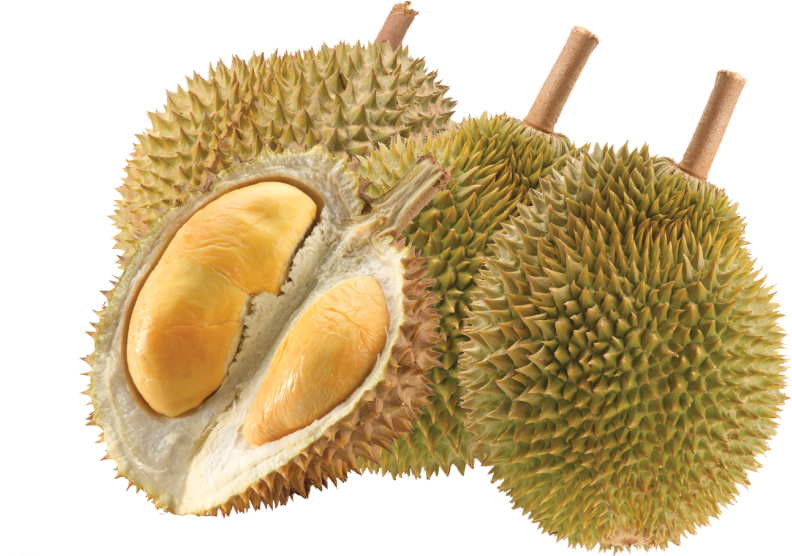 Fresh Durian Fruitand Seed Pods