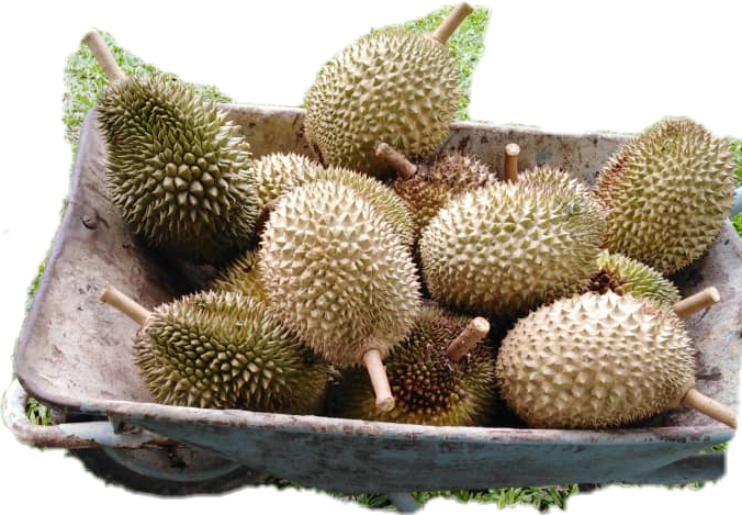 Fresh Durian Fruitsin Basket